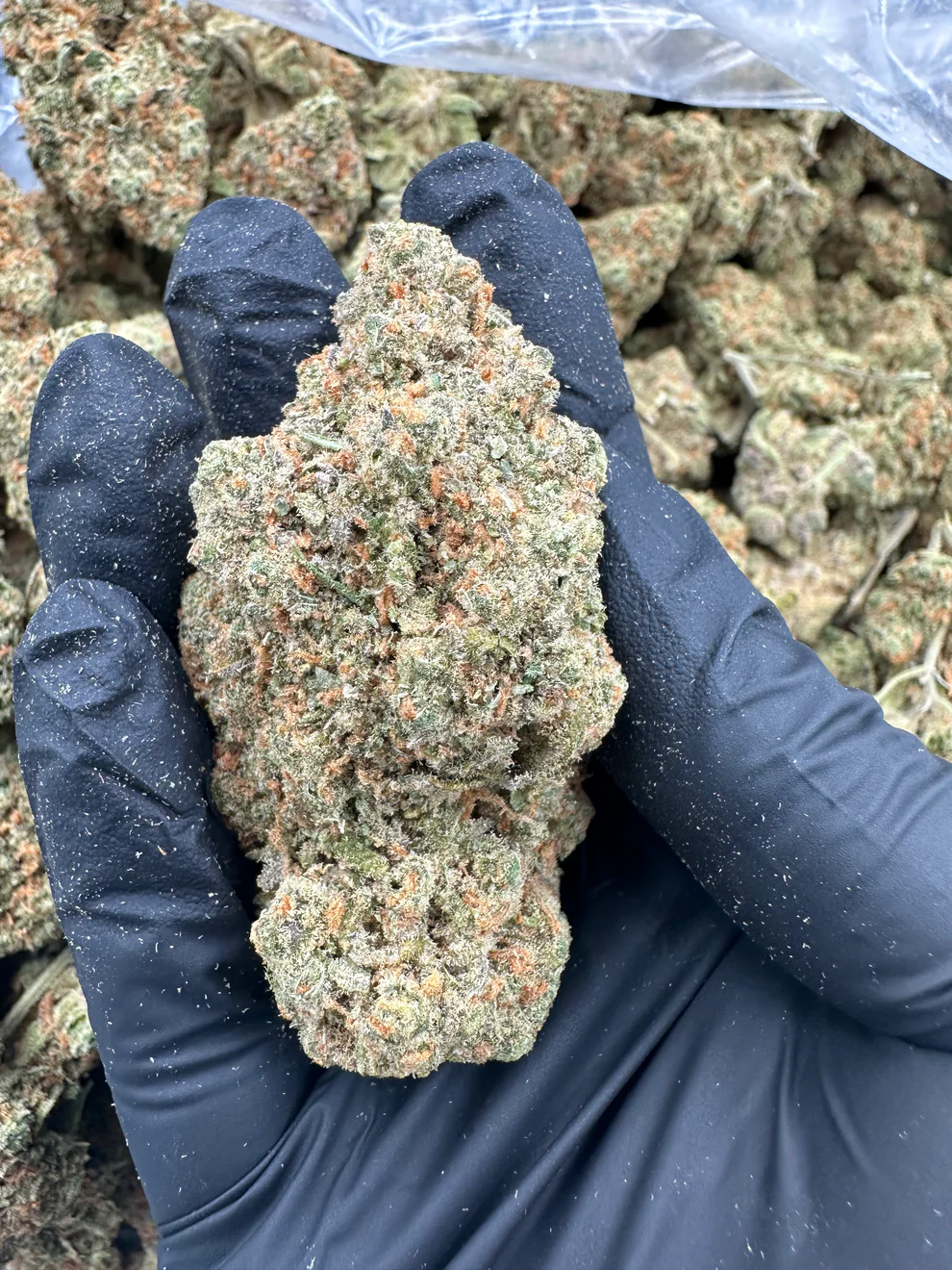 Amsterdam Amnesia Haze