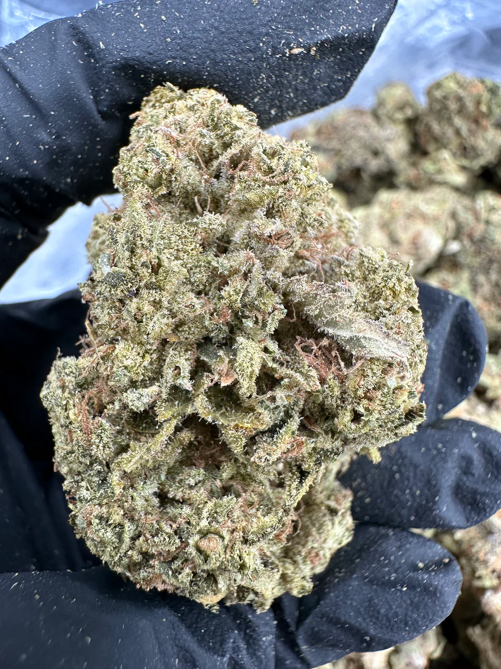 UND Kush