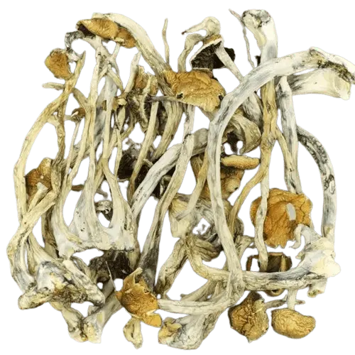 Amazonian Cubensis